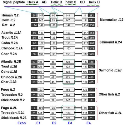 Interleukin (IL)-2 Is a Key Regulator of T Helper 1 and T Helper 2 Cytokine Expression in Fish: Functional Characterization of Two Divergent IL2 Paralogs in Salmonids